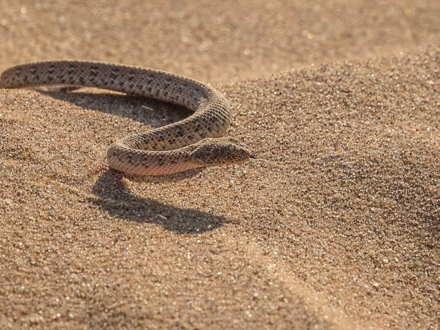 Hypnosepraxis-Bruehl-Schlange