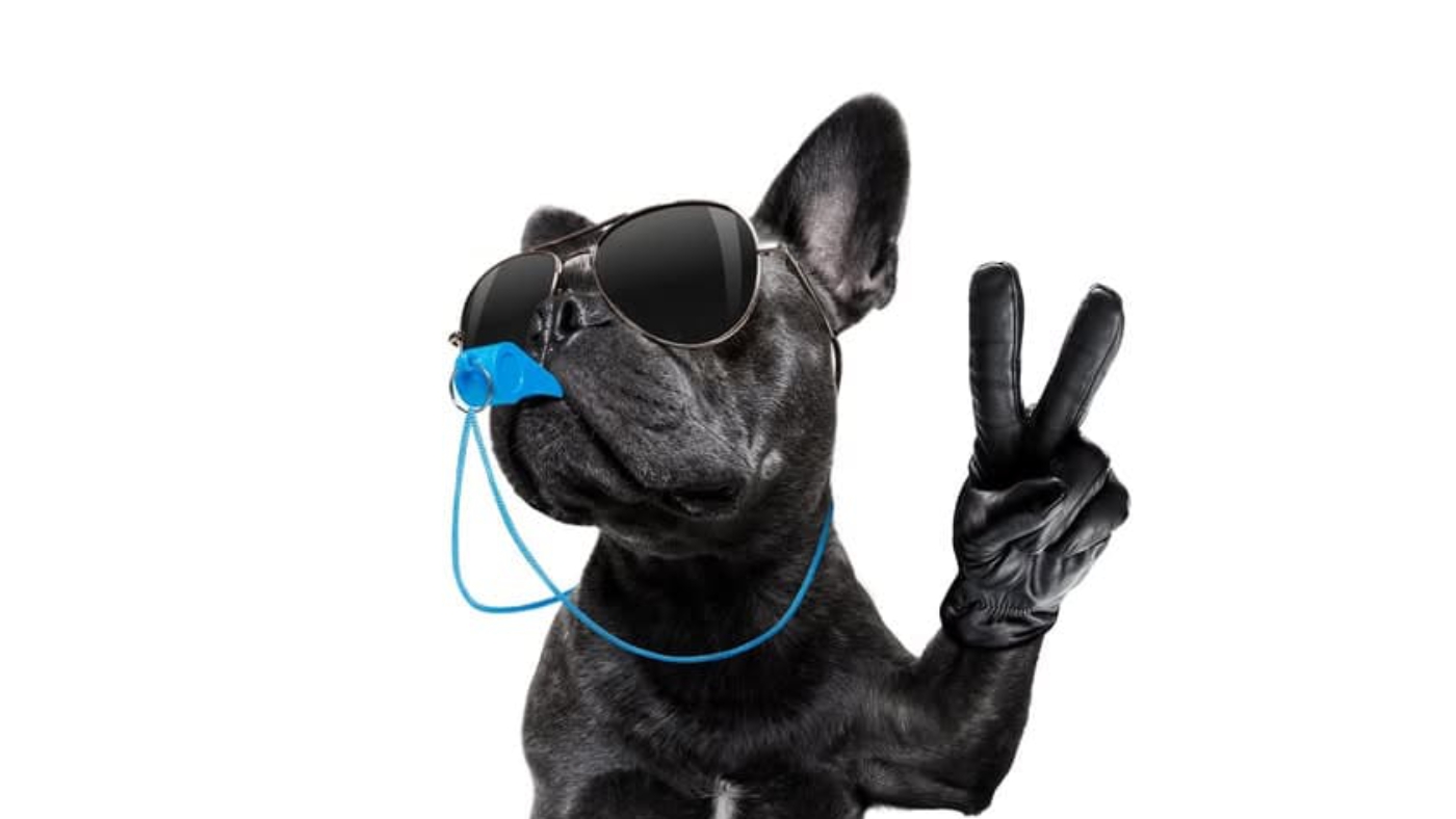 referee arbitrator umpire french bulldog dog blowing blue whistle in mouth  whit peace or victory fingers , isolated on white background